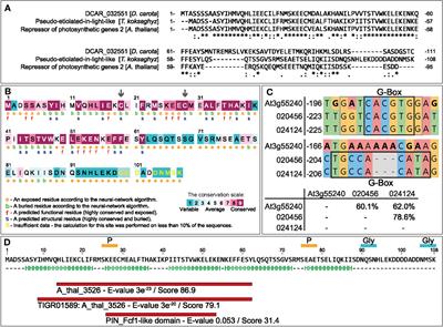 Overexpression of a pseudo-etiolated-in-light-like protein in Taraxacum koksaghyz leads to a pale green phenotype and enables transcriptome-based network analysis of photomorphogenesis and isoprenoid biosynthesis